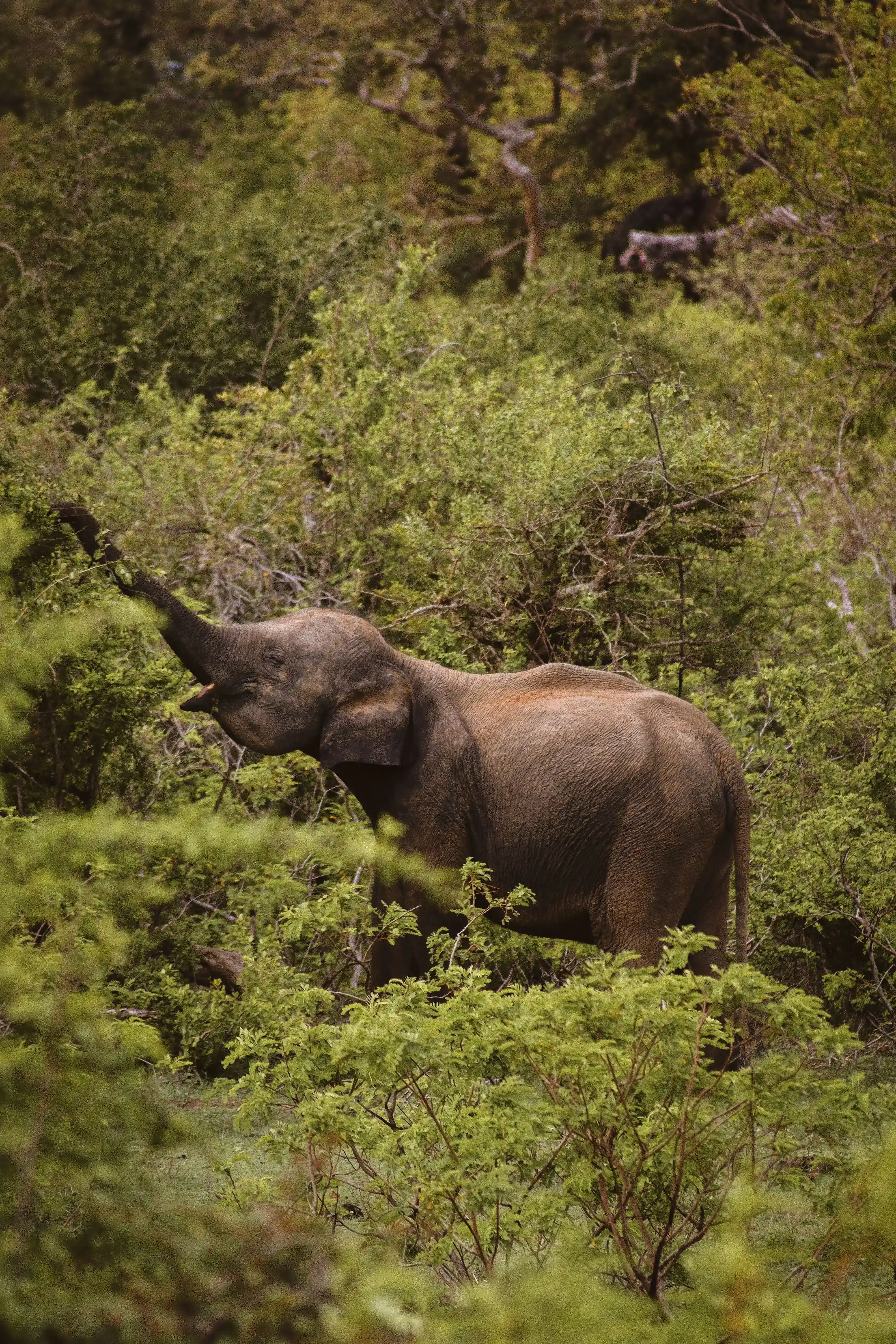 Yala National Park elephant